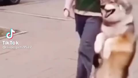 Dancing dog With owner