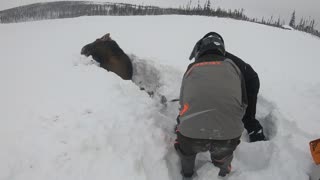 Snowmobilers Rescue Moose Buried in Snow