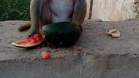 Wow What A Life | | Monkey Eat Watermelon🍉🤣🍉 | | Funny Moment With Monkey