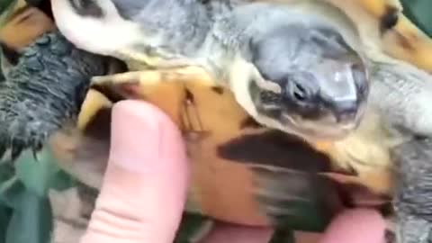 Cute baby tortoise with 2 heads