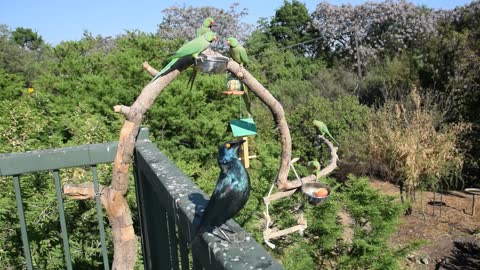 Parakeets Fight While a Crested Barbet Watch The Chaos