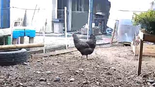 Chickens escape when they hear us