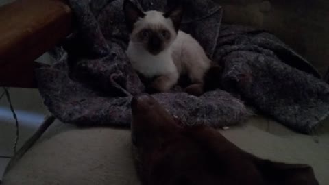 Cub of cat joking with dog cuddly