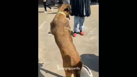 Dog play skate and look at this happens