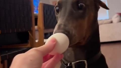 Puppy choked when he stolnenan egg last time, then