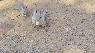 Fat Boy 🐿️ and his buddies