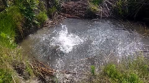 2 dogs swim In a pool of water