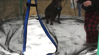 Dog on an Icy Trampoline
