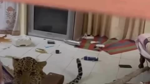 Leopard at home