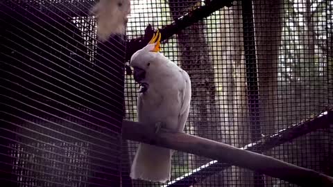 Cockatoo In Zoo Habitat Slow Motion