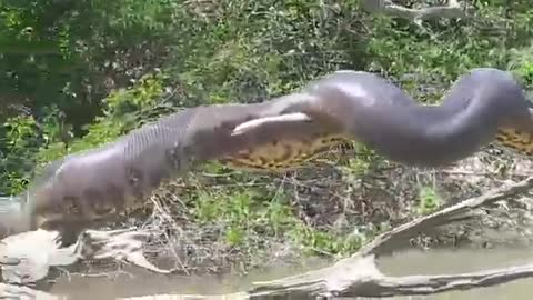 Giant anaconda sunbathing on the Xingú River. Brazil.