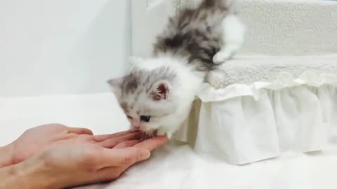 Cute kitten kitty Jumping hand kissing video got viral