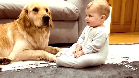 Golden Retriever Pup Makes Baby ❤️ Cry But Says Sorry!