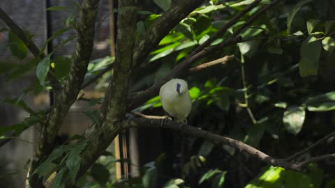 Yellow bird on tree branch