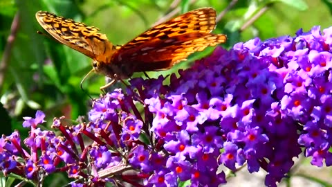 Fritillary Butterfly