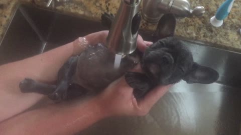 French Bulldog puppy's bath time is beyond precious
