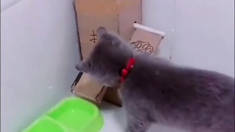 A clever act of a cat making its own food