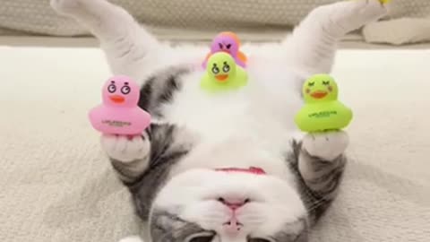 Funny Cat Video #funnyvideo #funnycat