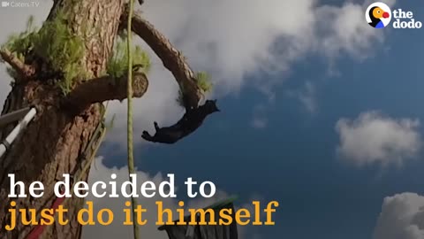 Cat Stuck In Tree Rescues Himself
