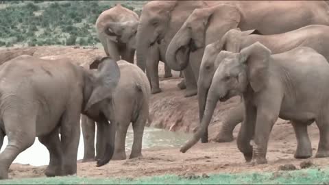 Funny elephant video