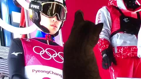 Cat loves to watch the Winter Olympics on TV