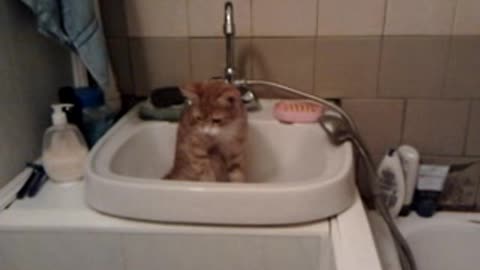 kitten in washbasin