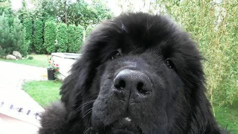 Newfoundland Dog helps mischievous Poppy escape pen