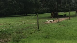Donkey and Dog Playfully Chase Each Other