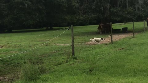 Donkey and Dog Playfully Chase Each Other