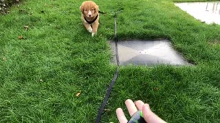 Puppy learning come command