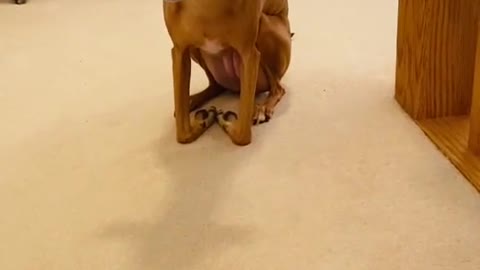 Greyhound Has a Peculiar Way of Sitting