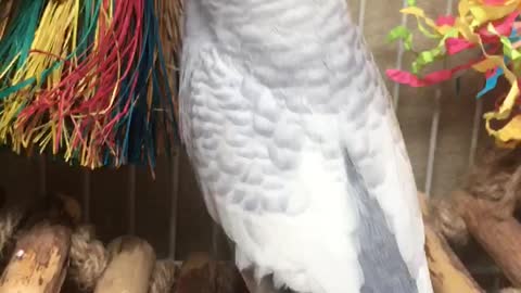 Energetic Talking Parakeet