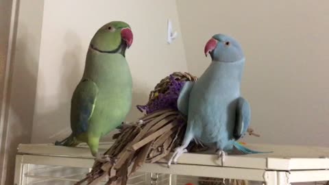 Two Parrot Brothers Speak English To Each Other