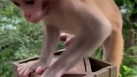 Monkey babby little