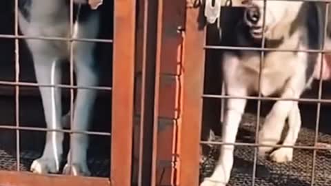 Husky funny video