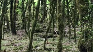 Unusual forest with birdsong