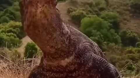 Komodo Dragons are insane!