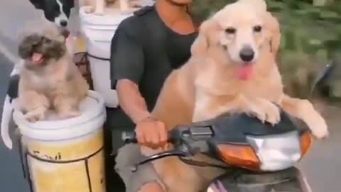 dogs driving motorbikes in Bali Indonesia