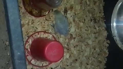 Chicks in a brooder Part 22