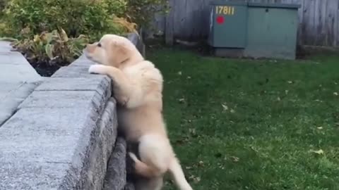 Funniest & Cutest Labrador Puppies- Funny Puppy Videos