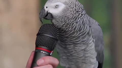 Talking Parrot-talented parrot