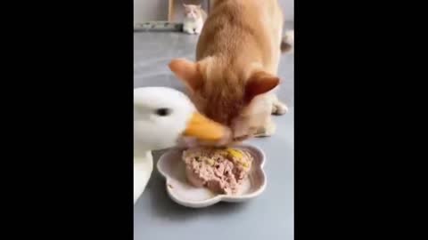 A cute cat eating very nice