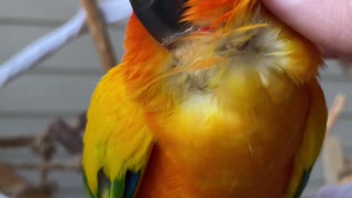 Cute parrot overjoyed with chin scratches