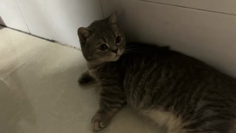 The cat lying on the floor looking at the tiles