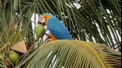 The Intelligent Bird