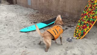 Happy Retriever Helps on Beach Days