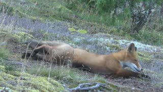 Cute Red Fox