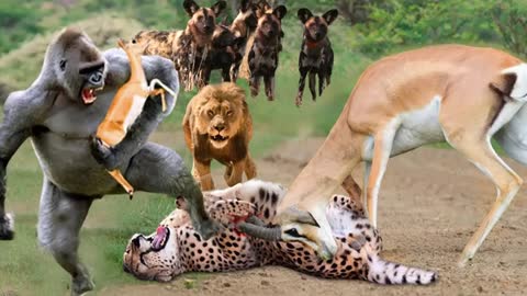 Hot girlxxxx video The ferocious baboon rushes to attack cheetahs and lions to rescue impala