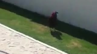 Girl tries to mess with rooster chicken and gets chased