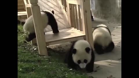 Cute Panda Cubs Playing On A Slide!!!